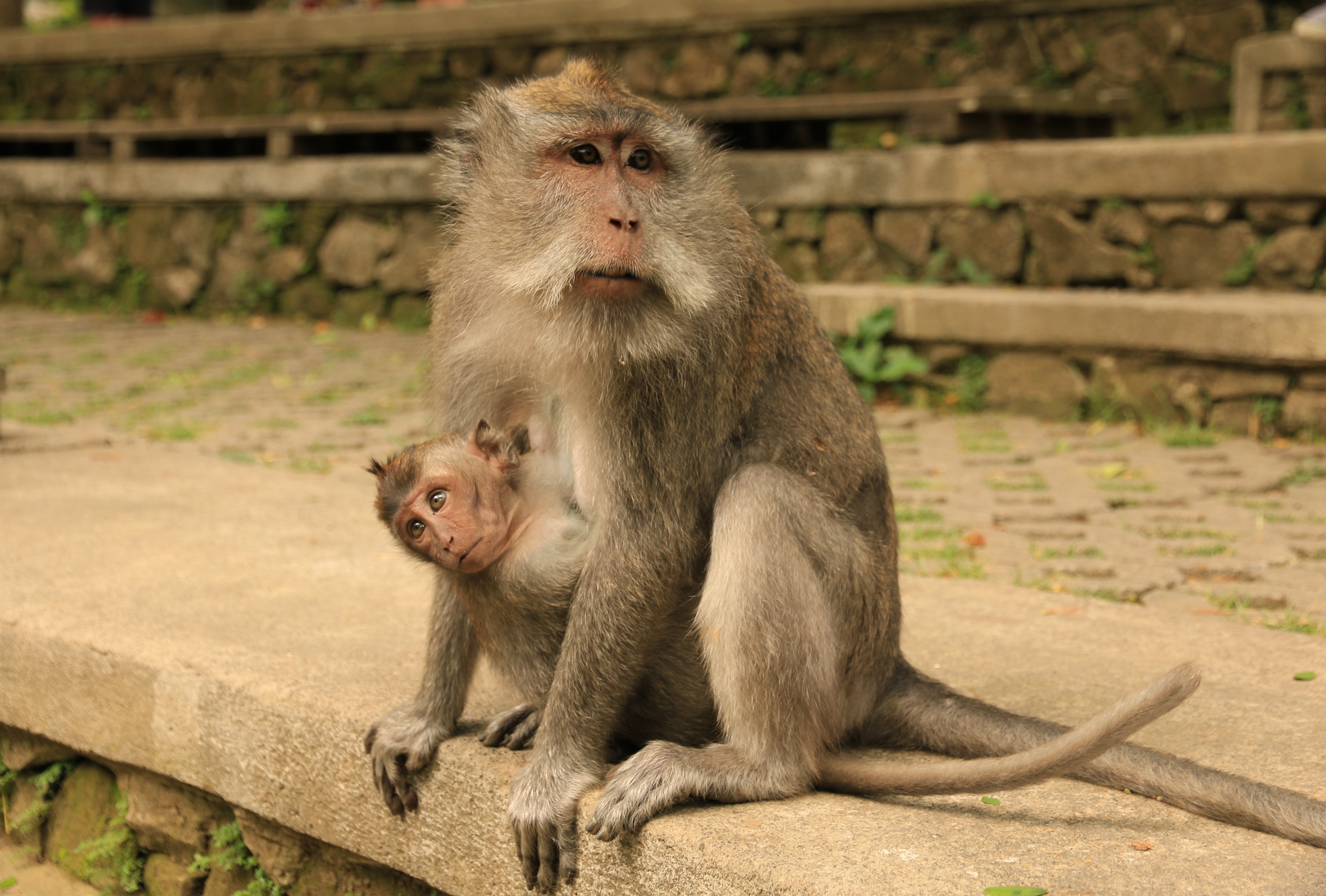 Ubud monkeys